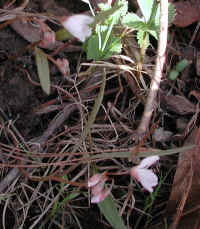 Spring Beauty or Springbeauties (Claytonia virginica) - 07