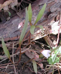 Spring Beauty or Springbeauties (Claytonia virginica) - 08