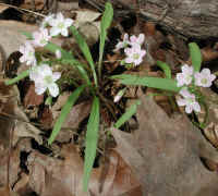 Spring Beauty or Springbeauties (Claytonia virginica) - 09