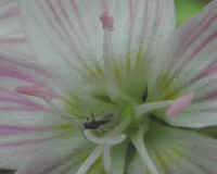 Spring Beauty or Springbeauties (Claytonia virginica) - 11