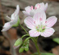 Spring Beauty or Springbeauties (Claytonia virginica) - 12