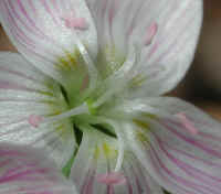 Spring Beauty or Springbeauties (Claytonia virginica) - 13
