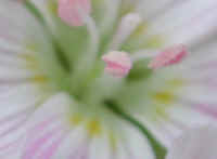 Spring Beauty or Springbeauties (Claytonia virginica) - 14