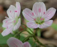 Spring Beauty or Springbeauties (Claytonia virginica) - 15