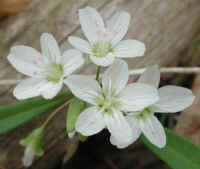 Spring Beauty or Springbeauties (Claytonia virginica) - 18