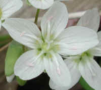 Spring Beauty or Springbeauties (Claytonia virginica) - 18a