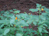 Spotted Touch-Me-Not or Jewelweed (Impatiens capensis) - 02