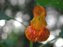 Spotted Touch-Me-Not or Jewelweed (Impatiens capensis) - 03
