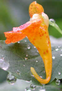 Spotted Touch-Me-Not (Impatiens capensis)