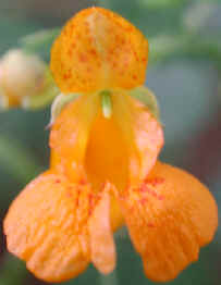 Spotted Touch-Me-Not or Jewelweed (Impatiens capensis) - 05