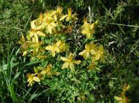 St. Johnswort, Common (Hypericum perforatum)