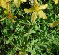 St. Johnswort, Common (Hypericum perforatum) - 01a