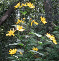 Sunflower, Wild (Helianthus spp.) - 04