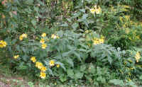 Sunflower, Wild (Helianthus spp.) - 05