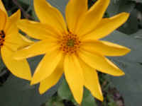 Sunflower, Wild (Helianthus spp.) - 06