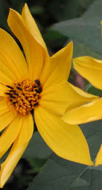 Sunflower, Wild (Helianthus spp.) - 07