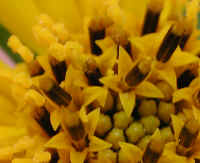 Sunflower, Wild (Helianthus spp.) - 09