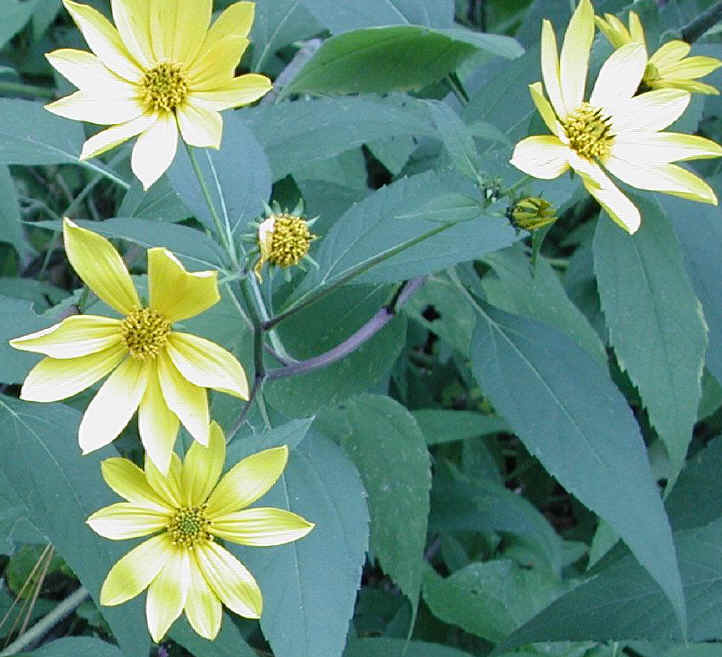 Sunflower, Wild (Helianthus spp.) - 10c