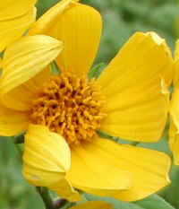 Sunflower, Wild (Helianthus spp.) - 15c