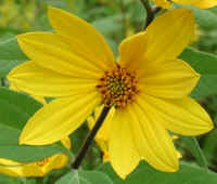 Sunflower, Wild (Helianthus spp.) - 15d