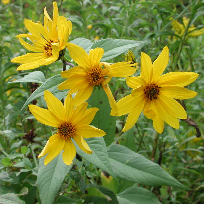 Sunflower, Wild (Helianthus spp.) - 17