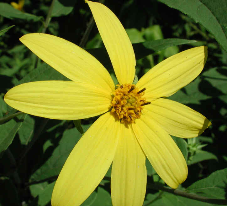 Sunflower, Wild (Helianthus spp.) - 19