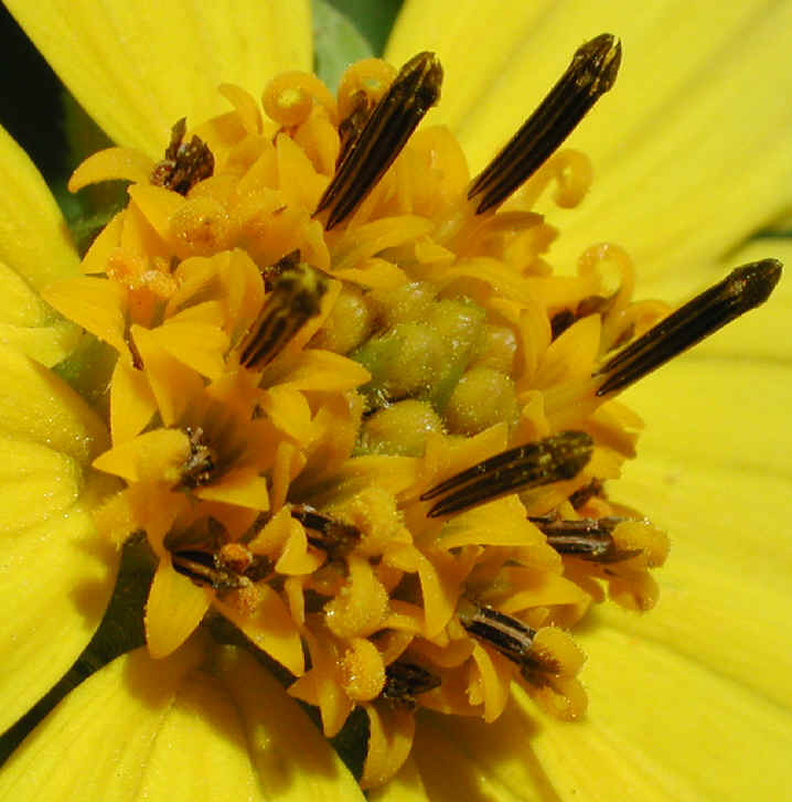 Sunflower, Wild (Helianthus spp.) - 20