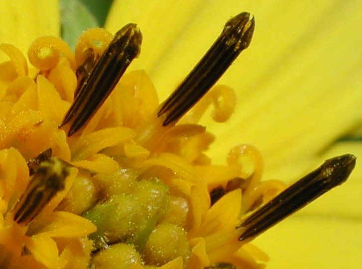 Sunflower, Wild (Helianthus spp.) - 20a