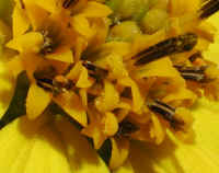 Sunflower, Wild (Helianthus spp.) - 20b