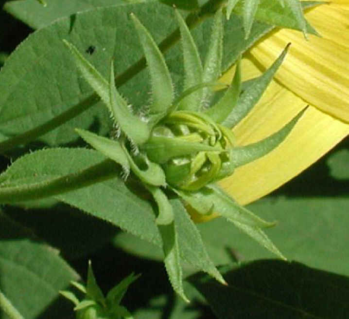 Sunflower, Wild (Helianthus spp.) - 24a