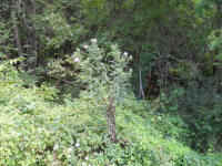 Tall Thistle (Cirsium altissimum) - 07