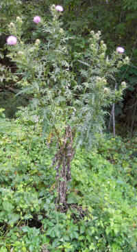 Tall Thistle (Cirsium altissimum) - 09
