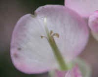 Tick Trefoil, Pointed-leaf (Desmodium glutinosum) - 08a