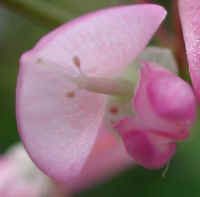 Tick Trefoil, Pointed-leaf (Desmodium glutinosum) - 13a