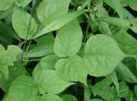 Tick Trefoil, Pointed-leaf (Desmodium glutinosum) - 18