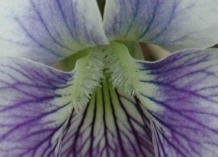 Confederate Violet (Viola sororia f. priceana) - 04