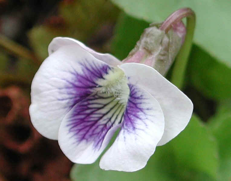 Confederate Violet (Viola sororia f. priceana) - 07a