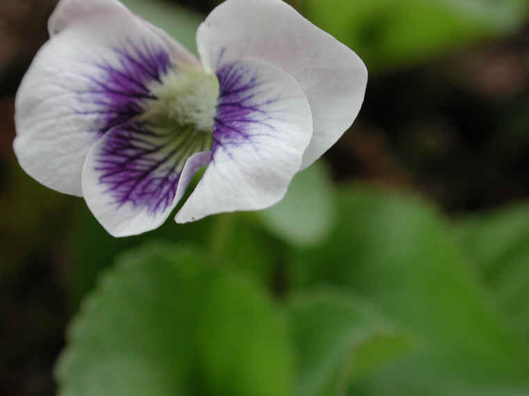 Confederate Violet (Viola sororia f. priceana) - 08