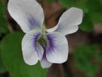 Confederate Violet (Viola sororia f. priceana) - 11