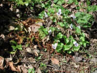 Confederate Violet (Viola sororia f. priceana) - 13