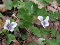 Confederate Violet (Viola sororia f. priceana) - 14
