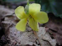 Round-Leaved Yellow Violet (Viola rotundifolia)