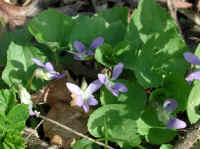 Violet, Common (Viola papilionaceae)