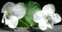 Violet, Northern White (Viola Pallens)