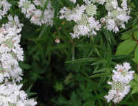 Virginia Mountain Mint (Pycnanthemum virginianum) - 01a