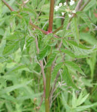 Water Hemlock or Spotted Cowbane (Cicuta maculata) - 02