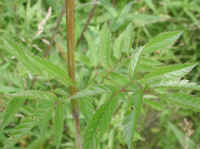 Water Hemlock or Spotted Cowbane (Cicuta maculata) - 03