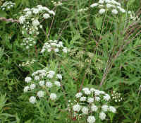 Water Hemlock or Spotted Cowbane (Cicuta maculata) - 04