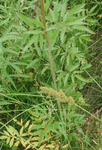 Water Hemlock or Spotted Cowbane (Cicuta maculata) - 07