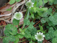 White Clover (Trifolium repens) - 2